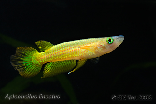 Aplocheilus lineatus - Golden Panchax