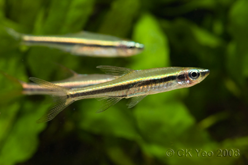 Rasbora gracilis