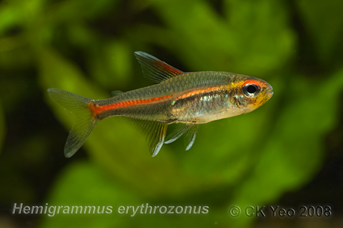 Hemigrammus erythrozonus - Glowlight Tetra