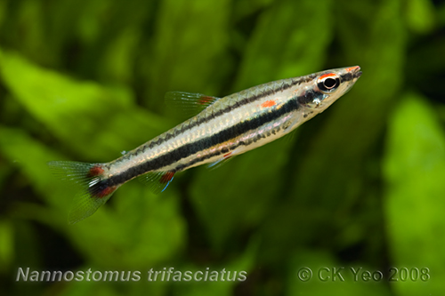 Nannostomus trifasciatus