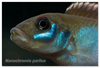 Nanochromis parilus