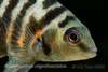 Archocentrus nigrofasciatus Convict cichlid