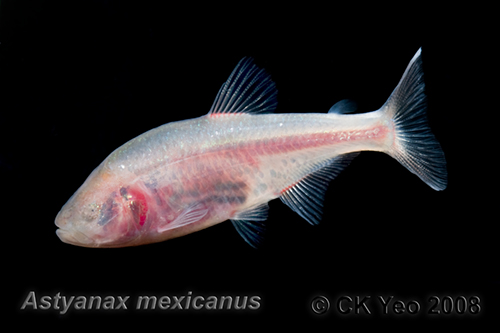Astyanax mexicanus mexican blind cave tetra