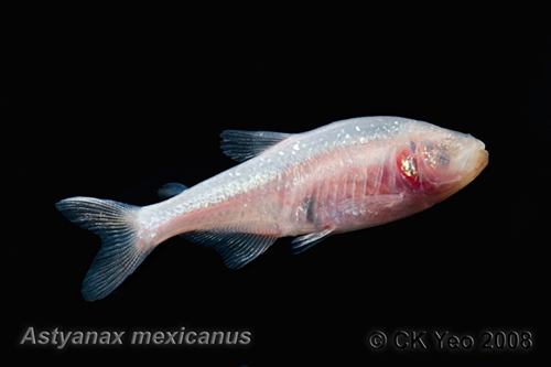 Astyanax mexicanus mexican blind cave tetra