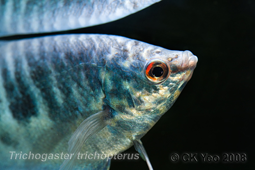 Trichogaster trichopterus - Three spot gourami