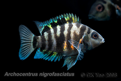 Archocentrus nigrofasciatus - Convict cichlid