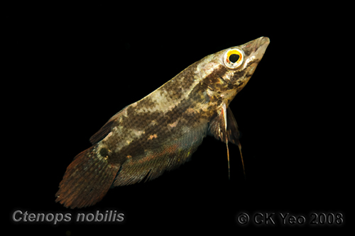 Ctenops nobilis - Frail gourami