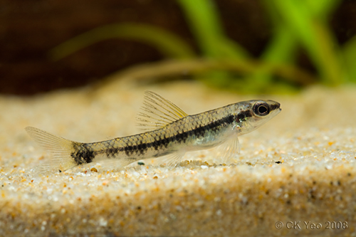 Characidium fasciatum - darter tetra