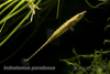 Indostomus paradoxus  tooth pick fish armoured stickleback