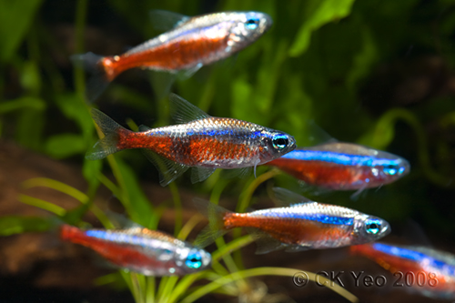 Paracheirodon axelrodi var platinum cardinal tetra