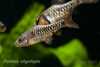 Puntius oligolepis Checkered barb