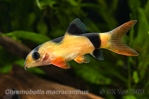 Chromobotia macracanthus Clown loach