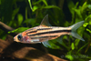 Systomus johorensis - Banded stripe barb