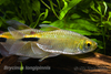 Longfin tetra - Brycinus longipinnis