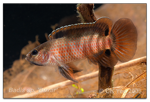 Badis sp. "Buxar"