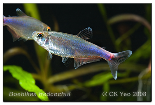 Boehlkea fredcochui - cochui's tetra