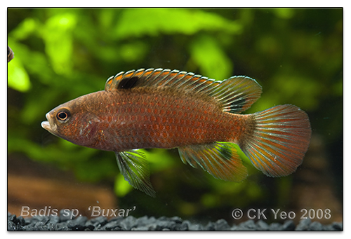 Badis sp. 'Buxar'