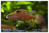 Badis sp. 'Buxar'