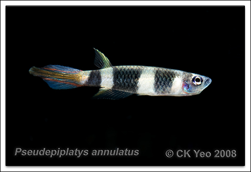 Pseudepiplatys annulatus - Clown killie