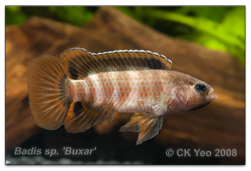 Badis sp. 'Buxar'