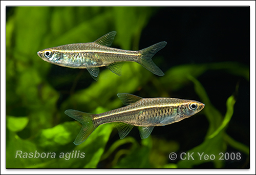 Rasbora agilis