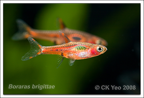 Boraras brigittae - Mosquito Rasbora