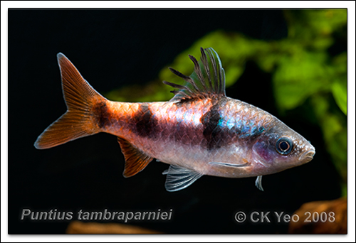 Puntius tambraparniei