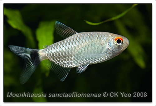 Moenkhausia sanctaefilomenae - Red Eye Tetra