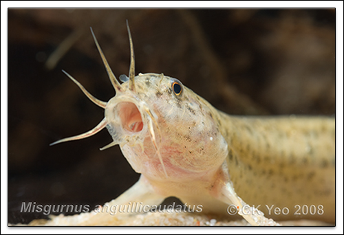 Misgurnus anguillicaudatus - Weather Loach