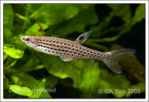 Copella nattereri - Splash tetra