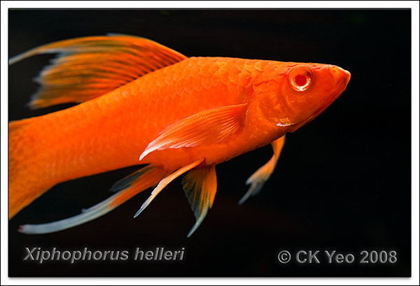 Xiphophorus helleri - Swordtail