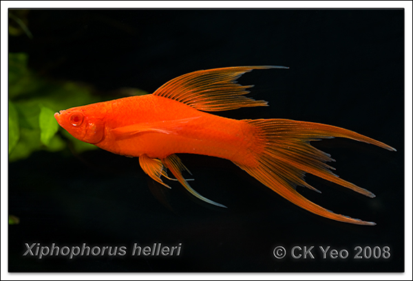 Xiphophorus helleri - Red-eye Swordtail