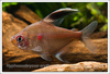 Hyphessobrycon erythrostigma Bleeding-heart tetra