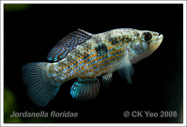 Jordanella floridae - American Flag Fish