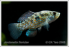 Jordanella floridae - American Flag Fish
