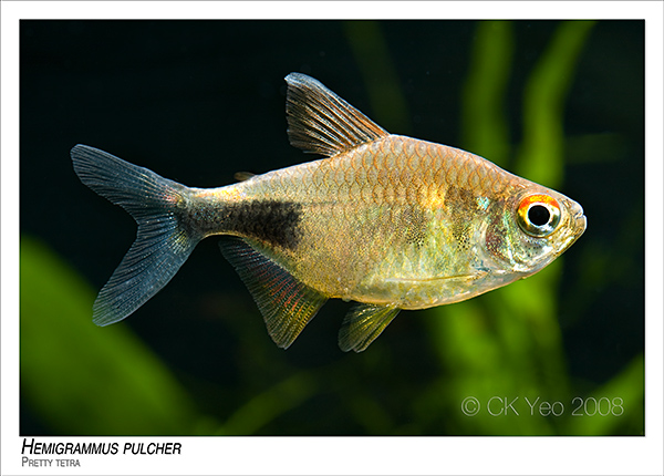 Hemigrammus pulcher - Pretty tetra