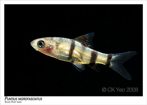 Puntius nigrofasciatus - Black Ruby barb