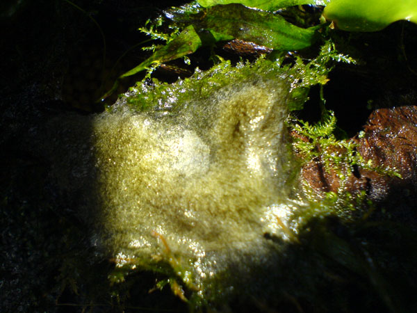 Emersed moss condition