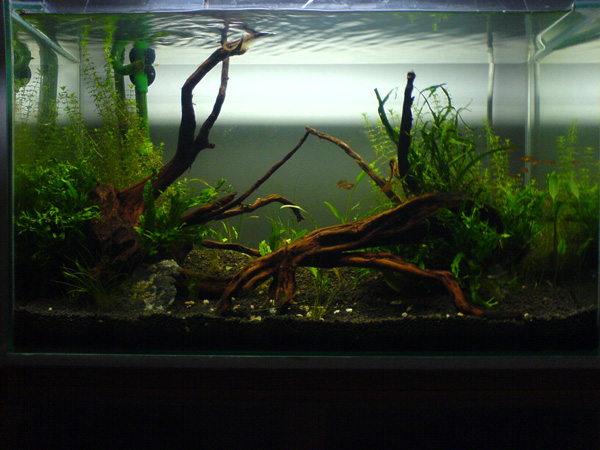 Non-CO2 2ft tank