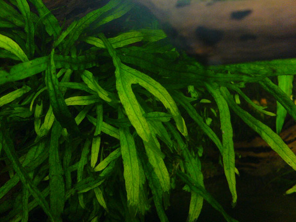 Split narrow leaf java fern