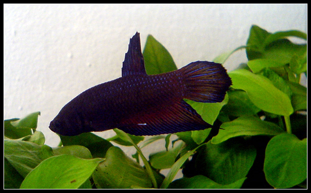Unidentified Betta