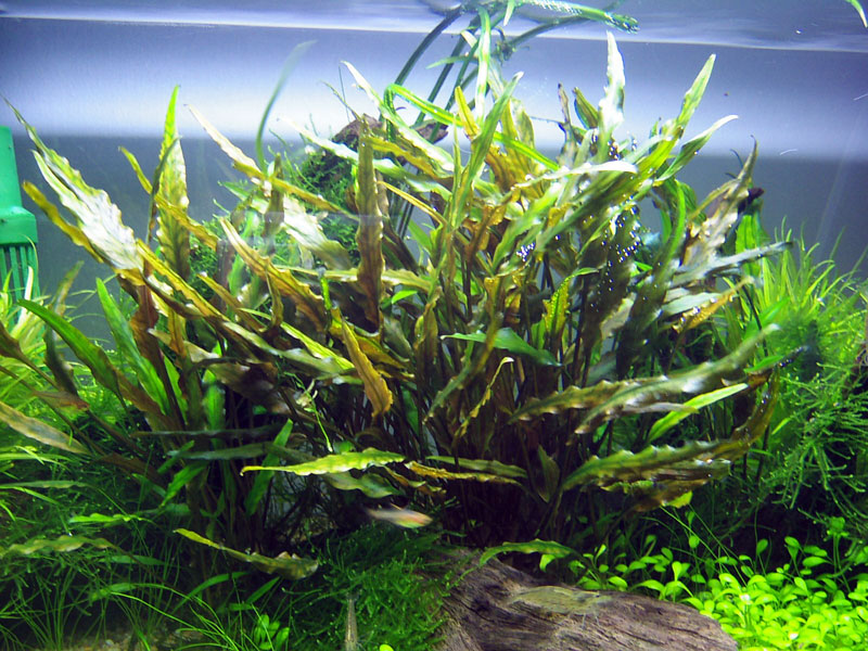 Cryptocoryne wendtii