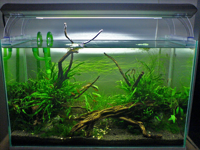 Non-CO2 Java fern tank