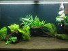 My Tropical Freshwater Aqua Garden