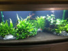 My Tropical Freshwater Aqua Garden