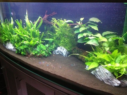 My Tropical Freshwater Aqua Garden