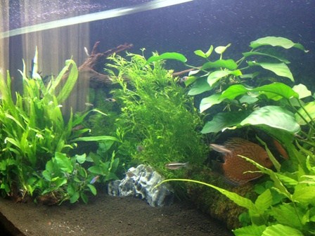 My Tropical Freshwater Aqua Garden