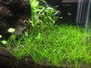 Hairgrass