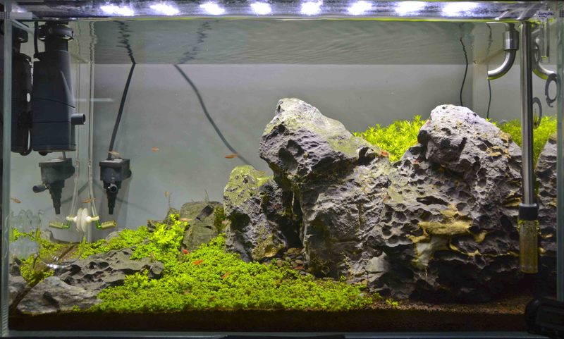 Front Tank Shot