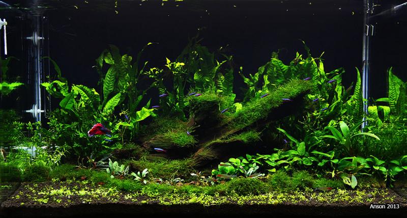 3ft 55G Planted tank